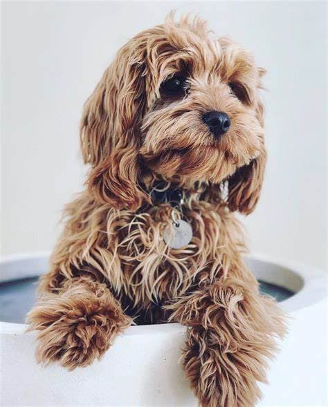 The Ultimate Guide to Affordable Pet Insurance for Seniors